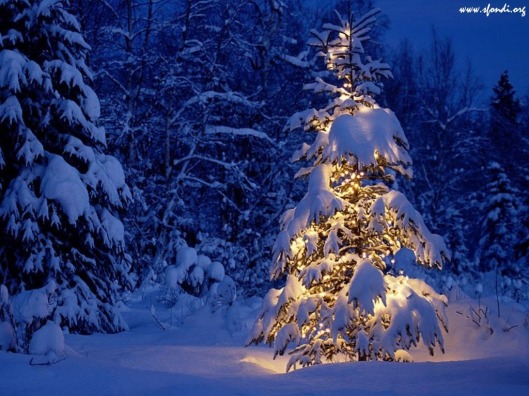 albero-di-natale-sotto-la-neve